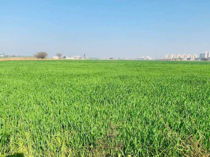 a large green field